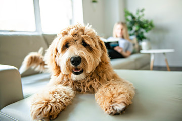 happy dog