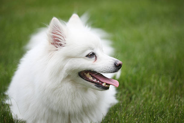 American Eskimo Dog in the grass.