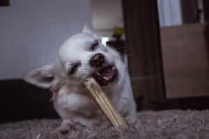 Chewer dog