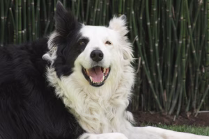 senior dog